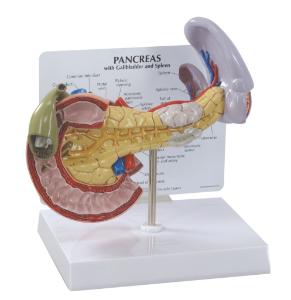 GPI Anatomicals® Pancreas Model