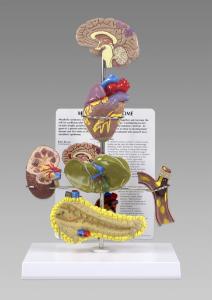 GPI Anatomicals® Metabolic Syndrome
