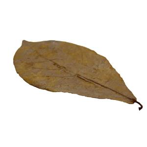 Regular catappa leaves