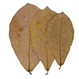 Regular catappa leaves