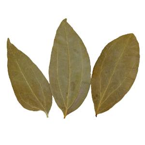 Cinnamon leaves