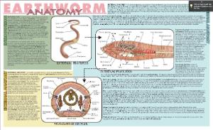 Earthworm Dissection Placemat