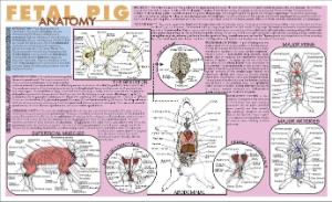 Fetal Pig Dissection Placemat