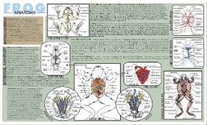 Frog Dissection Placemat