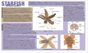 Starfish Dissection Placemat