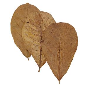 Large catappa leaves