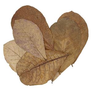 Large catappa leaves
