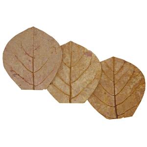 Nano catappa leaves