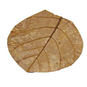 Nano catappa leaves