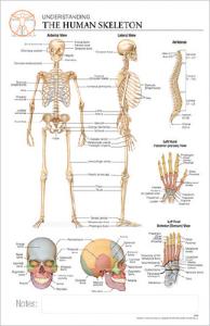 Post-It® Anatomical Charts