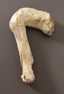 Sheep Knee Joint