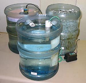 Aquaponic System