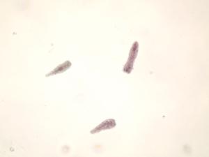 <i>Fasciola hepatica,</i> Miracidia Slide