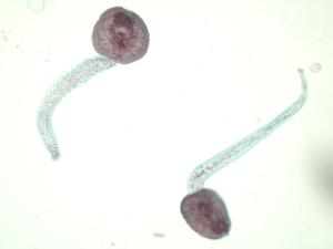 <i>Fasciola hepatica</i>, Cercaria Slide