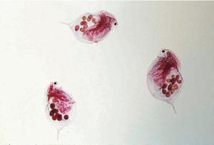 <i>Daphnia</i>, Brood Pouch Slide