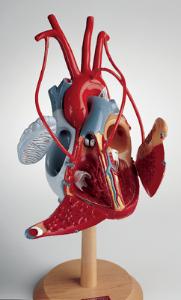 Denoyer-Geppert® The Heart of America Model