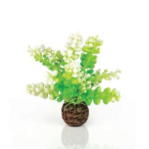 biOrb® Individual Plants