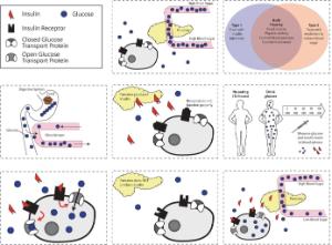 Science Take-Out® Diagnosing Diabetes