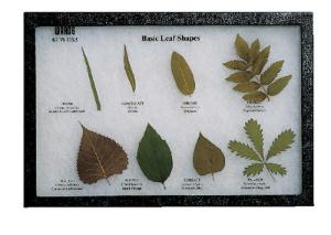 Basic Leaf Shapes Riker Mount