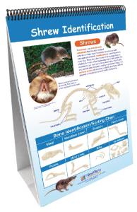 Owls and Owl Pellet Dissection Resources