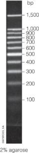 Benchtop DNA Marker