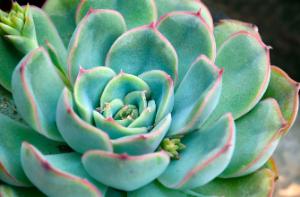 Escheveria