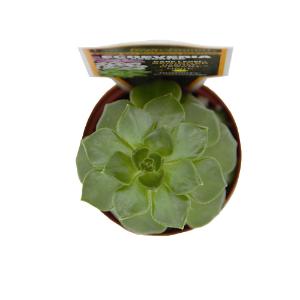 Escheveria