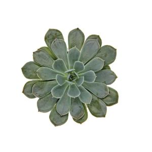 Escheveria