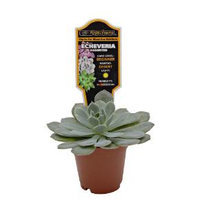 Escheveria