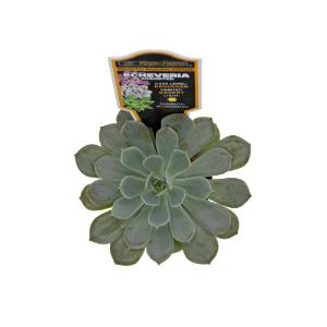Escheveria