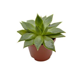 Escheveria