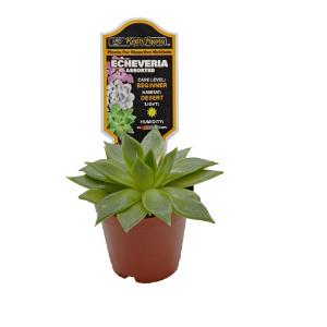 Escheveria