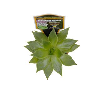 Escheveria