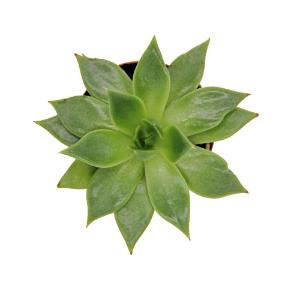 Escheveria