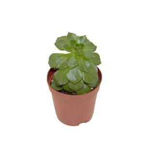 Escheveria