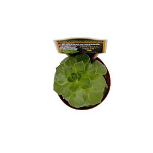 Escheveria
