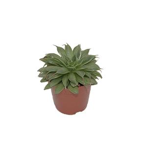 Escheveria