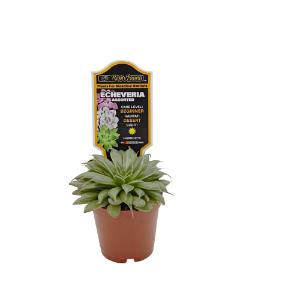 Escheveria