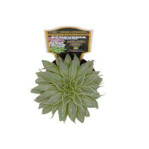 Escheveria