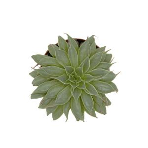 Escheveria