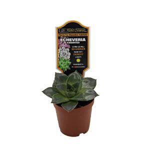 Escheveria