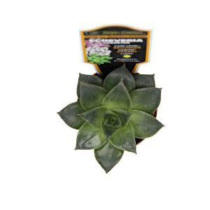 Escheveria