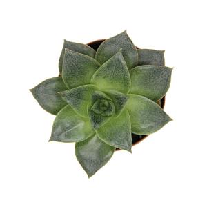 Escheveria