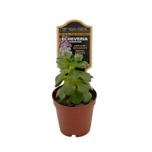 Escheveria