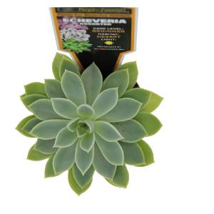 Escheveria