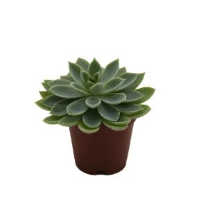 Escheveria