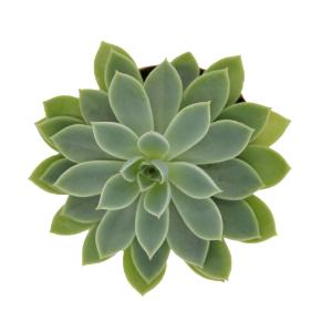 Escheveria
