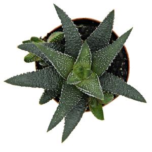 Haworthia