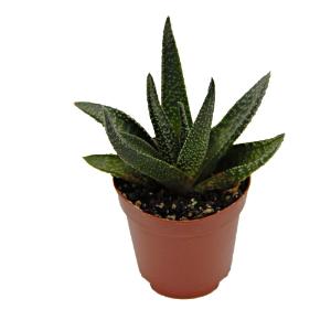 Haworthia