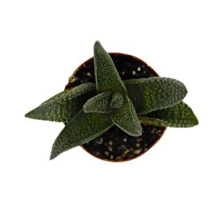 Haworthia